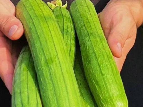 常吃蔬菜有哪些瓜,营养丰富的绿色宝藏