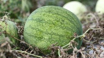 兰州安宁吃瓜视频,趣味横生的夏日街头生活