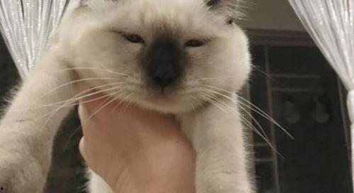 喝酒吃瓜脸肿,揭秘饮食与健康的微妙关系