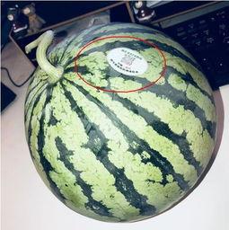 台州网红吃瓜,揭秘网络红人的幕后故事