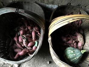 吃土瓜的照片图片,一场视觉与味蕾的盛宴