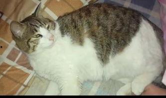 吃瓜群众猫咪君,揭秘娱乐圈那些事儿