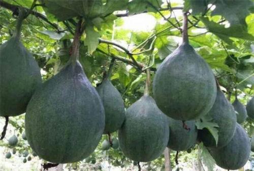 什么瓜适合经期吃,哪些瓜果最适合女性食用