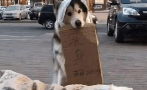 狗狗吃瓜群众图片大全,萌宠趣味瞬间大盘点