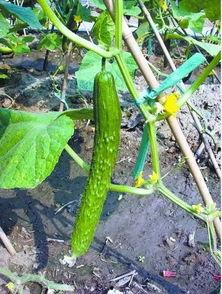 萝卜吃瓜网站,揭秘网络红人背后的故事与影响力