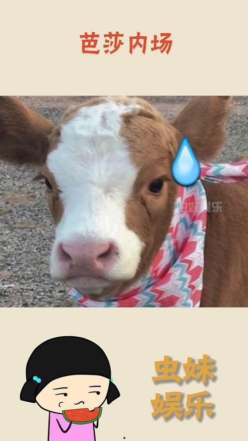 老猪吃瓜音,揭秘娱乐圈那些不为人知的幕后故事