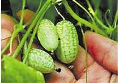 浙纺织吃瓜,吃瓜群众眼中的风云变幻