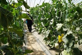 泰山吃瓜的视频